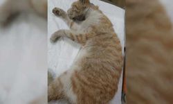 Trabzon'da başı cam kavanoza sıkışan kedi kurtarıldı