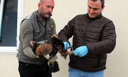 Sinop'ta tedavi edilen kaya kartalı ve alaca baykuş doğaya salındı