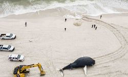 ABD’de son 2 ayda 15 balina karaya vurdu
