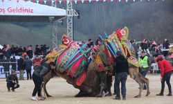 Çan Geleneksel Folklorik Deve Güreşi Festivali düzenlendi