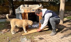 Deprem bölgesinde "Şanslı" ismi verilen sahipsiz köpeğin bakımını polis ekipleri üstlendi
