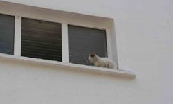 Okulun kedisi okulda mahsur kalıp pencereye çıktı, ekipler alarma geçti