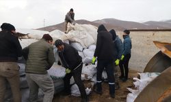 Ağrılı besicilerden deprem bölgesindeki hayvanlar için mısır silajı yardımı