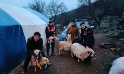 Hayvan çalan şahsı jandarma yakaladı