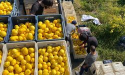 Şok Marketler deprem bölgesinde tarımı ve çiftçiyi destekliyor