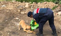 Jandarma sokak hayvanlarını unutmadı