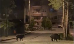 Konya’da aç kalan domuzlar şehre indi