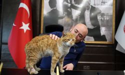 AYDIN - Hatay'dan gelen yardım tırından çıkan kedi Aydın Ticaret Odasının maskotu oldu
