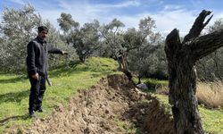 HATAY - 80 yıllık zeytin ağacı depremde ikiye bölündü