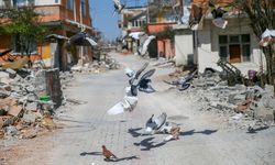 HATAY - Deprem nedeniyle yuvasız ve sahipsiz kalan güvercinlerin yem telaşı