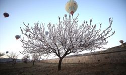 NEVŞEHİR - Kapadokya'da balonlar çiçek açan ağaçlarla kaplı vadilerde uçtu