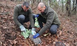 ORDU - Fatsa'da bulunan yaban tavşanı, doğal yaşam alanına bırakıldı