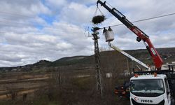 SİNOP - Elektrik direklerine leylekler için özel yuvalar yerleştirildi