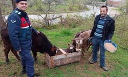 Sinop'ta kaybolan büyükbaş hayvanları jandarma buldu