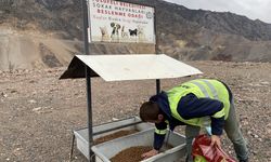 Büyük bölümü su altında kalan eski Yusufeli'nde yaklaşık bin sahipsiz hayvan kurtarıldı