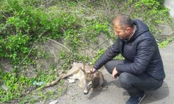 Karabük'te yaralı karaca koruma altına alındı