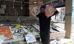 Sinop'ta balıkçıların kalkan sevinci
