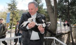 AMASYA - Kargaların saldırdığı kedinin ağaçta mahsur kalması cep telefonu kamerasında