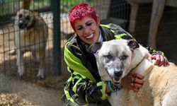 ANKARA - Depremden yaralı kurtarılan sahipsiz köpek artık daha "Güçlü"