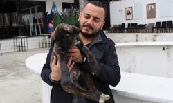 DENİZLİ -  İşkence gördüğü belirlenen köpek yavrusuyla ilgili suç duyurusu