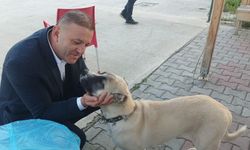 Aday adayı Yüksek; “Sokak hayvanlarını korumak, insanın kendisine olan saygısıyla eş değerdir!”