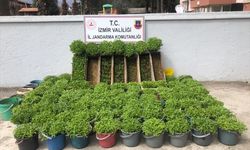 İZMİR - 37 bin 450 kök kenevir ele geçirildi, şüpheli tutuklandı