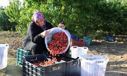 Manisa'da sezonun ilk kirazı, kilogramı 800 liradan satıldı