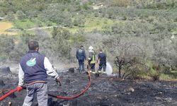 MUĞLA - Zeytinlik ve ormanlık alanda çıkan yangın söndürüldü