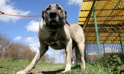 SİVAS - TİGEM'den safkan Kangal köpeği satın almak için en az 1 yıl bekliyorlar