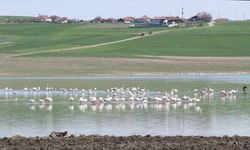 YOZGAT - Gelingüllü Barajı flamingoların yaşam alanı oldu