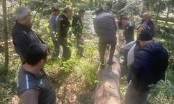 Bölge Müdürü Kanbur, orman çalışmalarını inceledi