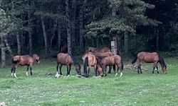 At Yaylası, yeşillenen otlaklarıyla yılkı atlarını ve hayvan sürülerini ağırlıyor