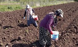 Başçiftlik'te beyaz patatesin ekimine başlandı