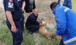 Çorum'da su kanalına düşen karacayı belediye görevlileri kurtardı