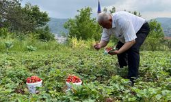 Karadeniz Ereğli'de Osmanlı çileğinin hasadı başladı