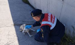 Tokat'ta jandarmanın bulduğu yaralı köpek yavrusu tedavi edildi