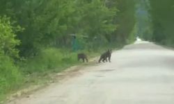 Anne ayı ve yavruları köy yakınında görüntülendi