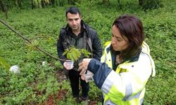 Türkeli ormanlarında mücadele alanları genişletiliyor