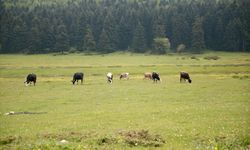 BOLU - At Yaylası, yeşillenen otlaklarıyla yılkı atlarını ve hayvan sürülerini ağırlıyor