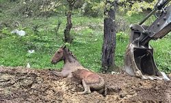 BOLU - Hayvan gübresine düşen yılkı atı kurtarıldı