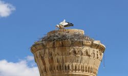 KAHRAMANMARAŞ - Depreminde şerefesi yıkılan minare leyleklere yuva oldu