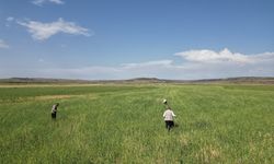 ŞANLIURFA - Dolu yağışı ekinlere ve güneş enerjilerine zarar verdi