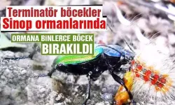 Sinop'ta doğaya avcı böcekler bırakıldı