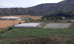 Çorum Valisi Çiftçi, tıbbi aromatik bitki tesisini gezdi