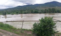 Kastamonu Hanönü'de çeltik tarlaları su altında kaldı