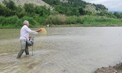 Kastamonu'da atıl araziye deneme amaçlı çeltik ekildi