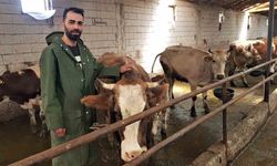Genç çiftçi 6 inekle başladığı hayvancılıkta sayıyı 12.5 kat artırdı