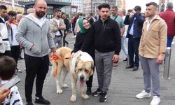 Şampiyon dev köpek Taksim’de ilgi odağı oldu