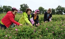 Uluslararası Gül Festivalinde gül toplayıp, gül şehri Isparta’yı tanıdılar