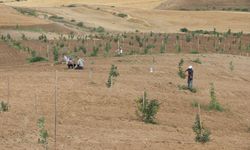 DİYARBAKIR - Bu yıl 200 bin fıstık ağacı aşılanacak